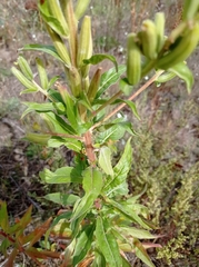 Oenothera rubricaulis