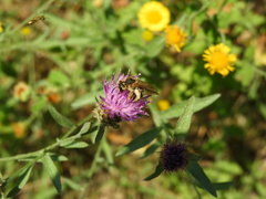 Halictus scabiosae