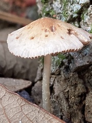 Pluteus longistriatus