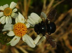 Xylocopa micans