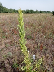 Oenothera rubricaulis