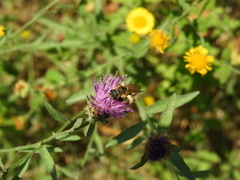 Halictus scabiosae