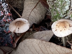 Pluteus longistriatus