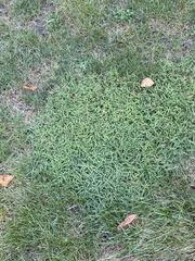Agrostis stolonifera