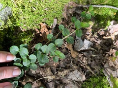 Mitchella repens