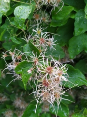 Clematis