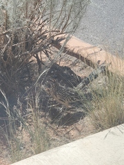 Geococcyx californianus