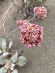 Eriogonum latifolium