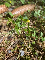 Melampyrum sylvaticum