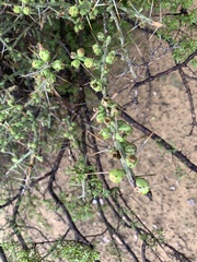 Cylindropuntia leptocaulis