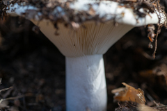 Russula delica