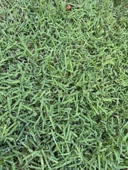 Agrostis stolonifera