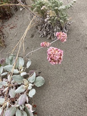 Eriogonum latifolium