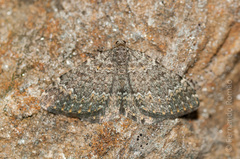 Cataclysme uniformata