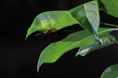 Cerambycoidea