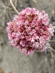 Eriogonum latifolium