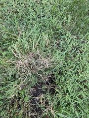 Agrostis stolonifera