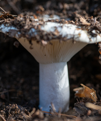 Russula delica