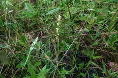 Spiranthes ochroleuca