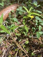 Melampyrum sylvaticum