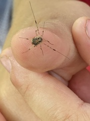Paroligolophus agrestis