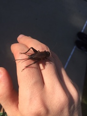 Gryllus pennsylvanicus