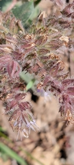 Phacelia