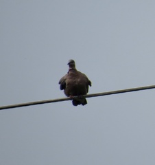 Streptopelia chinensis