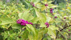 Callicarpa americana