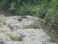 Trochalopteron elliotii