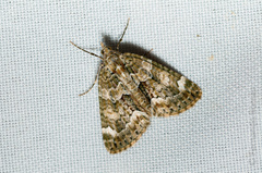 Chloroclysta siterata