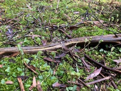 Pterostylis concinna