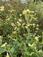 Raphanus raphanistrum