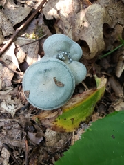 Clitocybe odora