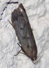 Gelechiidae