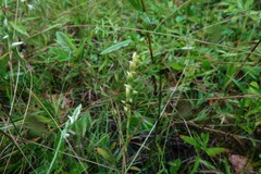 Spiranthes ochroleuca