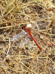 Sympetrum internum