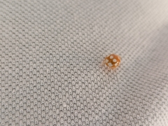 Calvia decemguttata