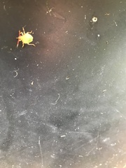 Acanthosoma haemorrhoidale