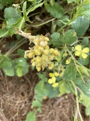 Raphanus raphanistrum