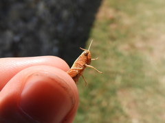 Omocestus