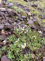 Antennaria