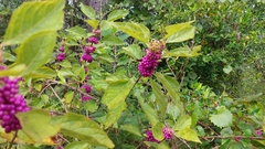 Callicarpa americana