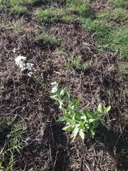 Dimorphocarpa wislizeni