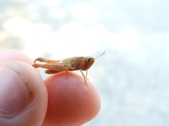 Omocestus