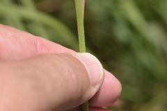 Oenothera filiformis