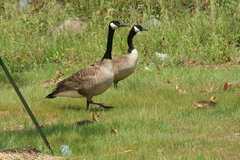 Branta canadensis