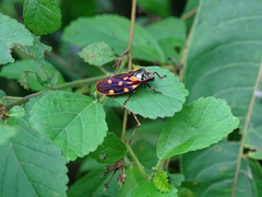 Mahanarva costaricensis