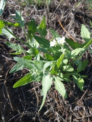 Dimorphocarpa wislizeni