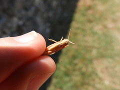 Omocestus